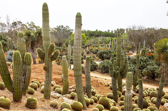 Blusen Vorderansicht