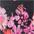 blümchen-rosa-schwarz